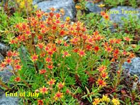 kolatravel bus excursion tour Kola Peninsula Tersky coast White sea Kandalaksha Umba touring-car Khibiny tundra mountains kirovsk