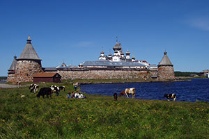 murmansk, franz, josef, land, novaya, zemlya, solovsetsky, belugas, walrus, polar bears, birds, arctic flora, arctic foxes, arctic russia, kola travel, expedition, arctic cruise, arctic travel