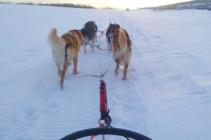 Wenn Sie Husky-Hunde mögen und keine Zeit für ein ganztägiges Programm haben, dann ist dieses Programm eine gute Option für Sie. Ausflug auf der Husky-Farm und einem Schlitten Fahrt mit den Huskys in Russisch-Lappland auf der Kola-Halbinsel.