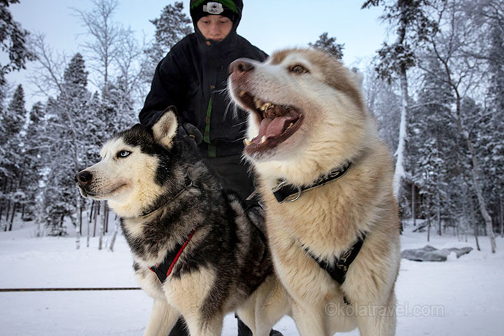 kola peninsula, russian lapland, russia, lapland, murmansk, lovozero, husky safari, husky, safari, kola travel, kola, travel