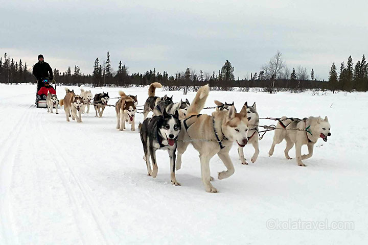 kola peninsula, russian lapland, russia, lapland, murmansk, lovozero, husky safari, husky, safari, kola travel, kola, travel