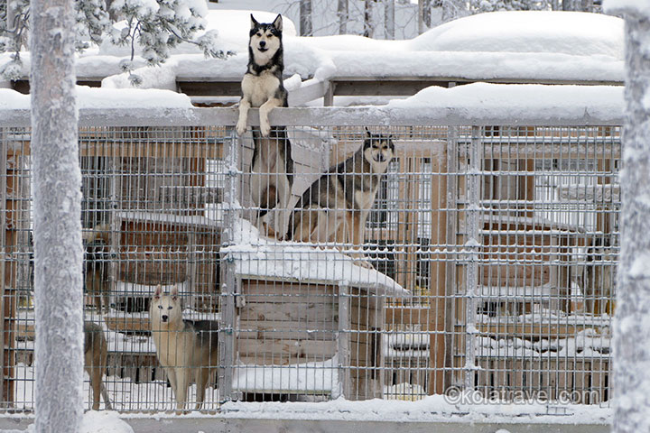 kola peninsula, russian lapland, russia, lapland, murmansk, lovozero, husky safari, husky, safari, kola travel, kola, travel